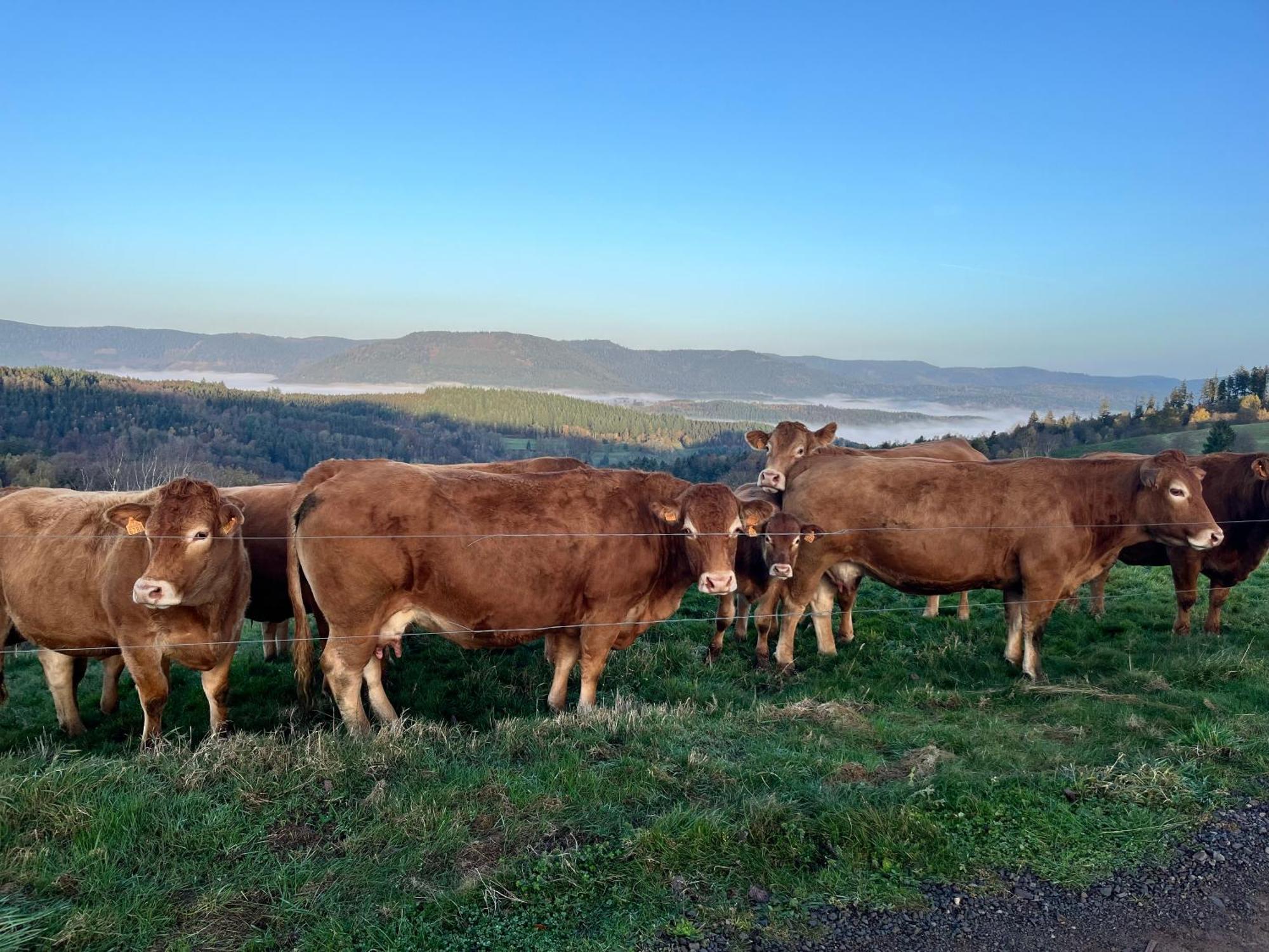 Gite De Montagne -Bellefosse Alsace Zewnętrze zdjęcie