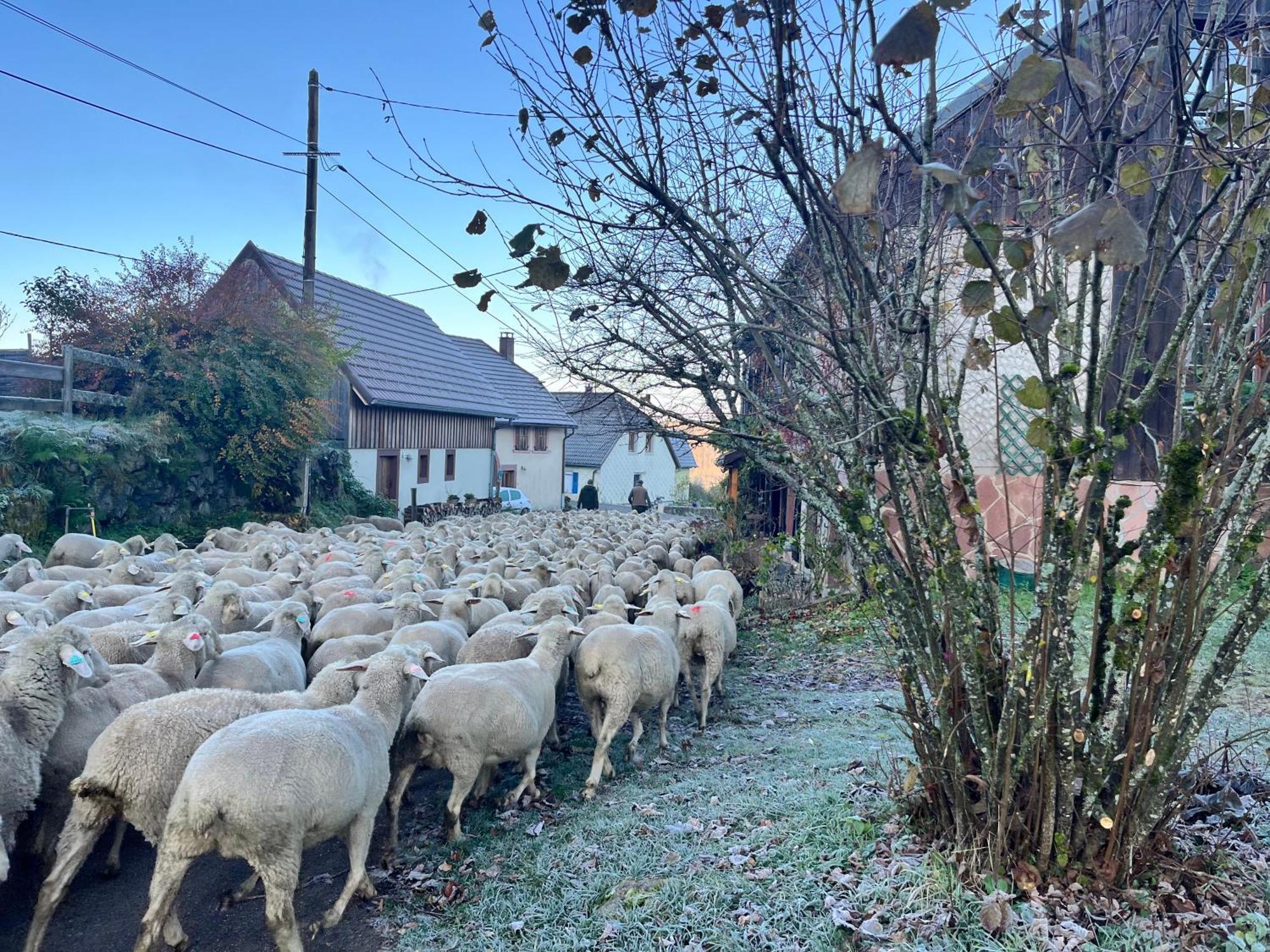 Gite De Montagne -Bellefosse Alsace Zewnętrze zdjęcie